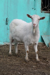 White goat on the street
