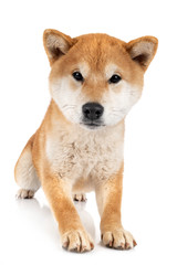 shiba inu in studio
