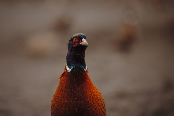 close up portrait of pheasant bird outdoors