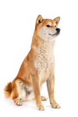 shiba inu in studio