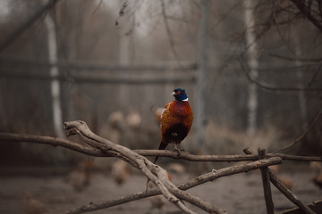 pheasant bird sitting on tree branches outdoors