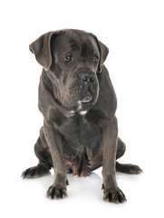 female cane corso