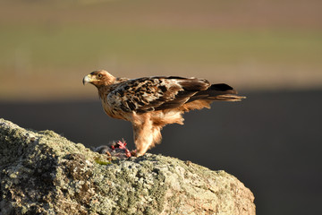aguila imperial