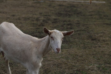 White goat on the street