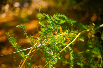 asparagus racemosus plant in Kerala India.