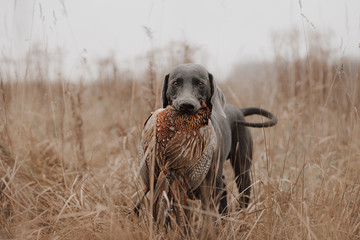 hunting dog carries pheasant game in mouth