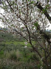 Blooming spring almonds on a blurry background