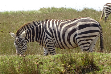 Fototapeta na wymiar Equus quagga boehmi 
