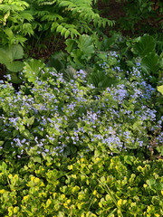 Forget-me-nots spring blossoms among grass