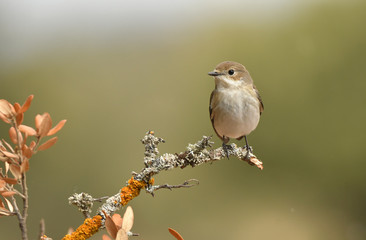 papamoscas cerrojillo