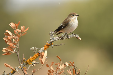papamoscas cerrojillo