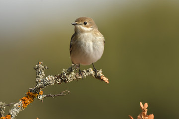 papamoscas cerrojillo