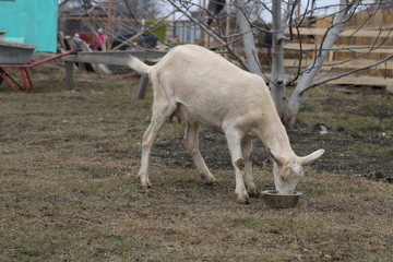 White goat on the street