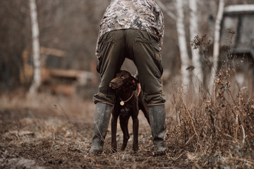 german shorthaired pointer dog getting ready to hunt