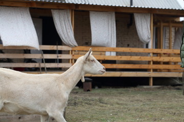 White goat on the street