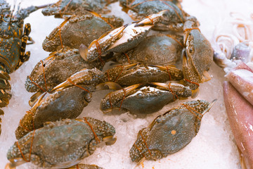 Different seafood frozen and fresh in a beautiful way. Crabs, clam, fish