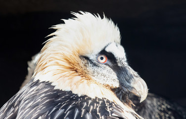 Close-up of a large eagle