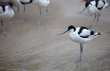 Wader: black and white Pied avocet on the beach