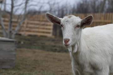 White goat on the street