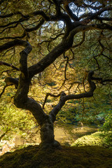 Naklejka premium Japanese Maple Tree in Portland Oregon