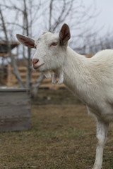 White goat on the street