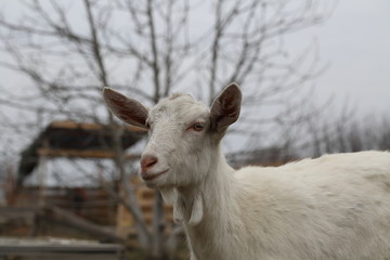 Fototapeta premium White goat on the street