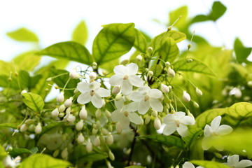 Wrightia religiosa Benth is white, fragrant. The flowers are in full bloom, about 2 centimeters in size.
