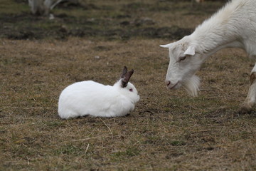 Rabbit and white goat on the street
