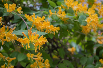 アーチに仕立てた黄色いロニセラの花／Lonicera