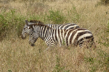 Equus quagga boehmi	