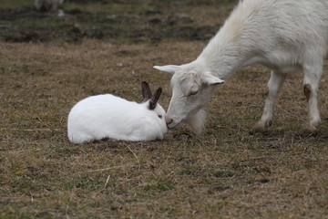 Rabbit and white goat on the street