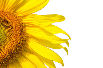 yellow bright sunflower closeup on a white background with place for text.