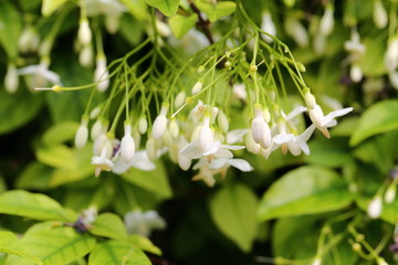 Wrightia religiosa Benth is white, fragrant. The flowers are in full bloom, about 2 centimeters in size.