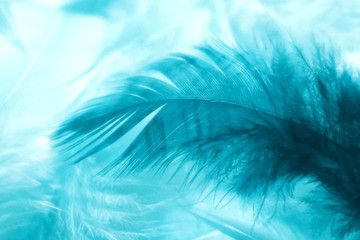 Fototapeta na wymiar Blurred soft blue turquoise feather. Art abstract trend texture background. Closeup of turquoise fluffy feathers. Soft selective focus