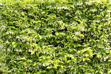 Wrightia religiosa Benth is white, fragrant. The flowers are in full bloom, about 2 centimeters in size.