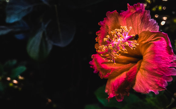 Hibiscus Rose, China Rose Flower, Jaba Flower,Hibiscus rosa-sinensis.