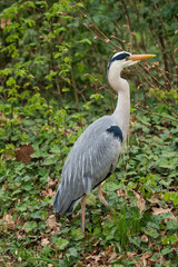 great blue heron