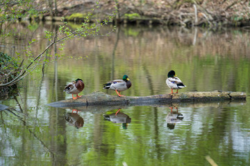 ducks in pond