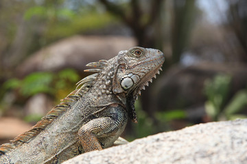 Green iguana sitting on a rock in the countryside, Aruba, Caribbean.
