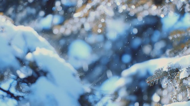 Snow melting off of deep fir forest during the first days of spring.Ice water dripping.Change of seasons weather transition.