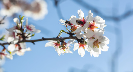 Honeybees pollenate almond tree blossoms, blue sky background
