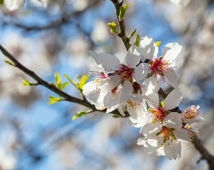 Spring blooming. White almond flowers closeup, blur background