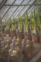 Young potted plants grown for sale