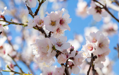Spring blooming. White almond flowers closeup, blur background