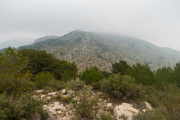 The desert of palms with fog in Benicassim