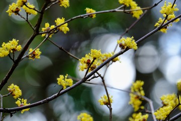 yellow dogwood flower