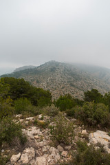 The desert of palms with fog in Benicassim