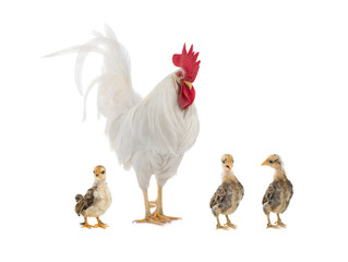 Big white rooster and little chicken isolated on white background.