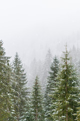 Obraz premium Magic of the woods during a snowfall. Val Saisera. Italy