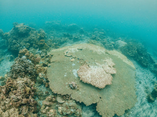 Underwater shot of coral reef, Lipah beach, Amed, Bali.